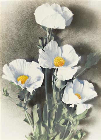 LENA SCOTT HARRIS (1873-1956) Group of approximately 65 hand-colored botanical studies, all apparently California native plants.